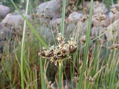 Bolboschoenus maritimus