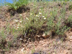 Helianthemum asperum