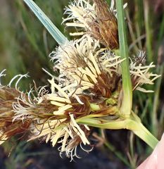 Bolboschoenus maritimus