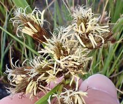 Bolboschoenus maritimus