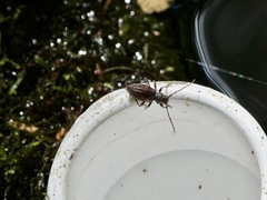 Plectrura spinicauda