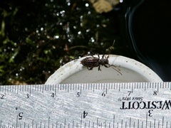 Plectrura spinicauda