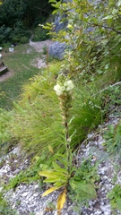 Campanula thyrsoides