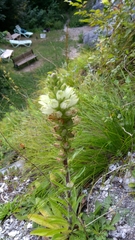 Campanula thyrsoides