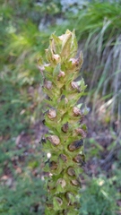 Campanula thyrsoides