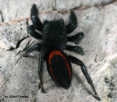 Phidippus ardens