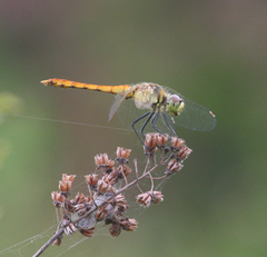Sympetrum cordulegaster