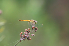 Sympetrum cordulegaster