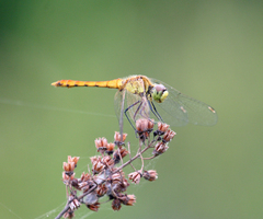 Sympetrum cordulegaster