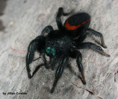 Phidippus ardens