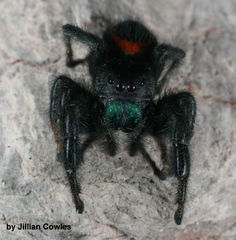 Phidippus ardens
