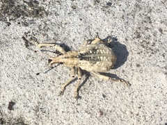 Dermatoxenus caesicollis