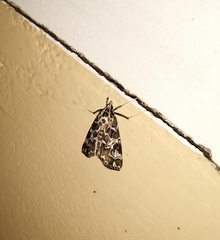 Paracymoriza olivalis