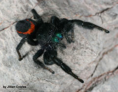 Phidippus ardens