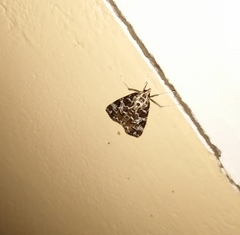 Paracymoriza olivalis