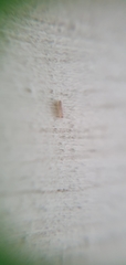 Psocomorpha