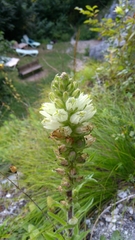 Campanula thyrsoides