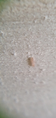 Psocomorpha