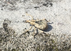 Dermatoxenus caesicollis