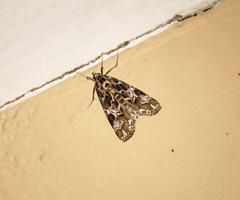 Paracymoriza olivalis