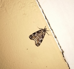 Paracymoriza olivalis