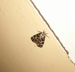 Paracymoriza olivalis