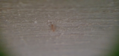 Psocomorpha