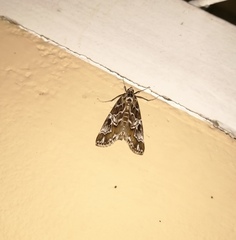 Paracymoriza olivalis