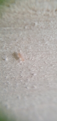 Psocomorpha
