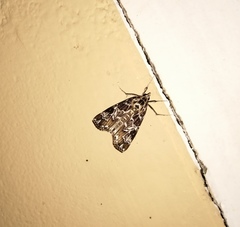 Paracymoriza olivalis