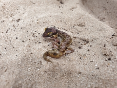 Pachydactylus austeni