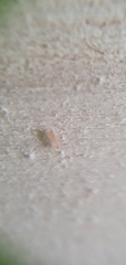 Psocomorpha