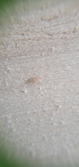 Psocomorpha