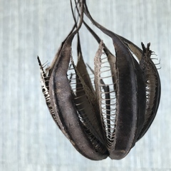 Aristolochia maxima