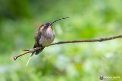 Phaethornis eurynome