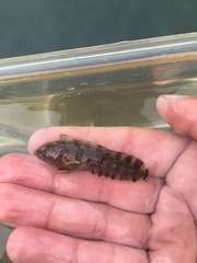 Paraclinus integripinnis