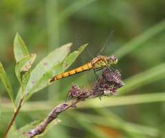 Sympetrum cordulegaster