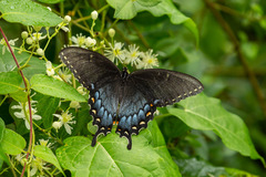Papilio glaucus