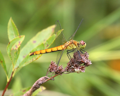 Sympetrum cordulegaster