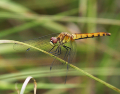 Sympetrum cordulegaster