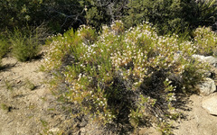 Ericameria linearifolia