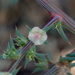Salsola australis - Photo 由 Andrea Kreuzhage 所上傳的 (c) Andrea Kreuzhage，保留部份權利CC BY-NC