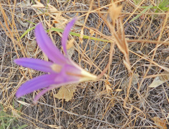 Brodiaea leptandra