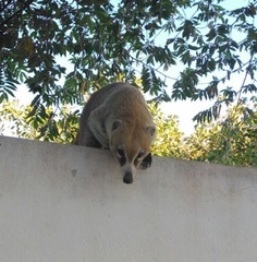 Nasua narica yucatanica
