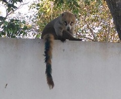 Nasua narica yucatanica