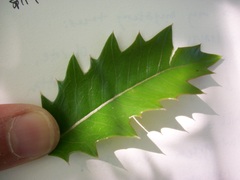 Osmanthus