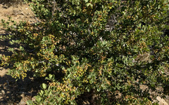 Ceanothus perplexans