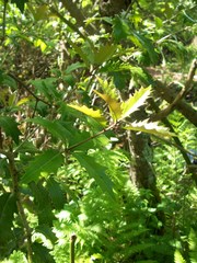 Osmanthus