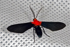 Psoloptera basifulva