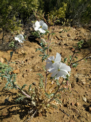 Argemone munita